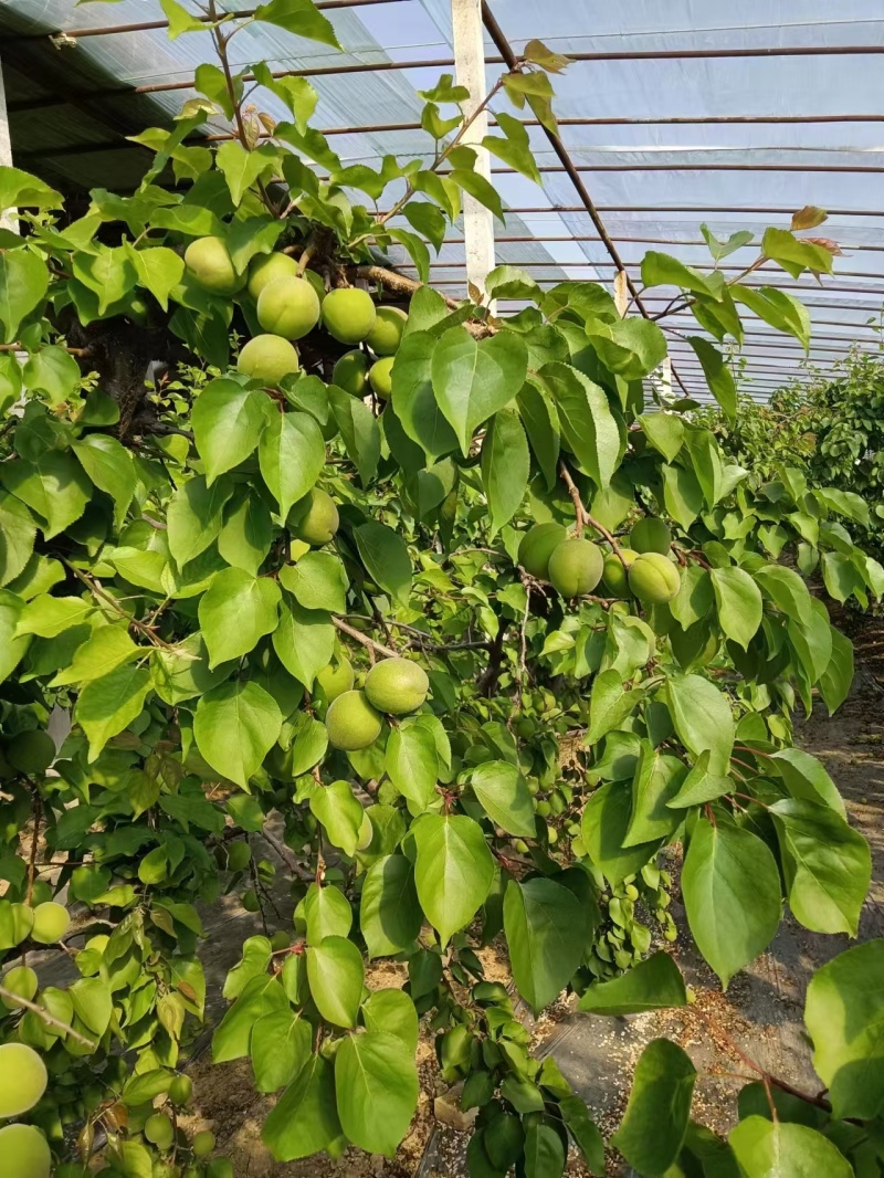 金太阳青杏