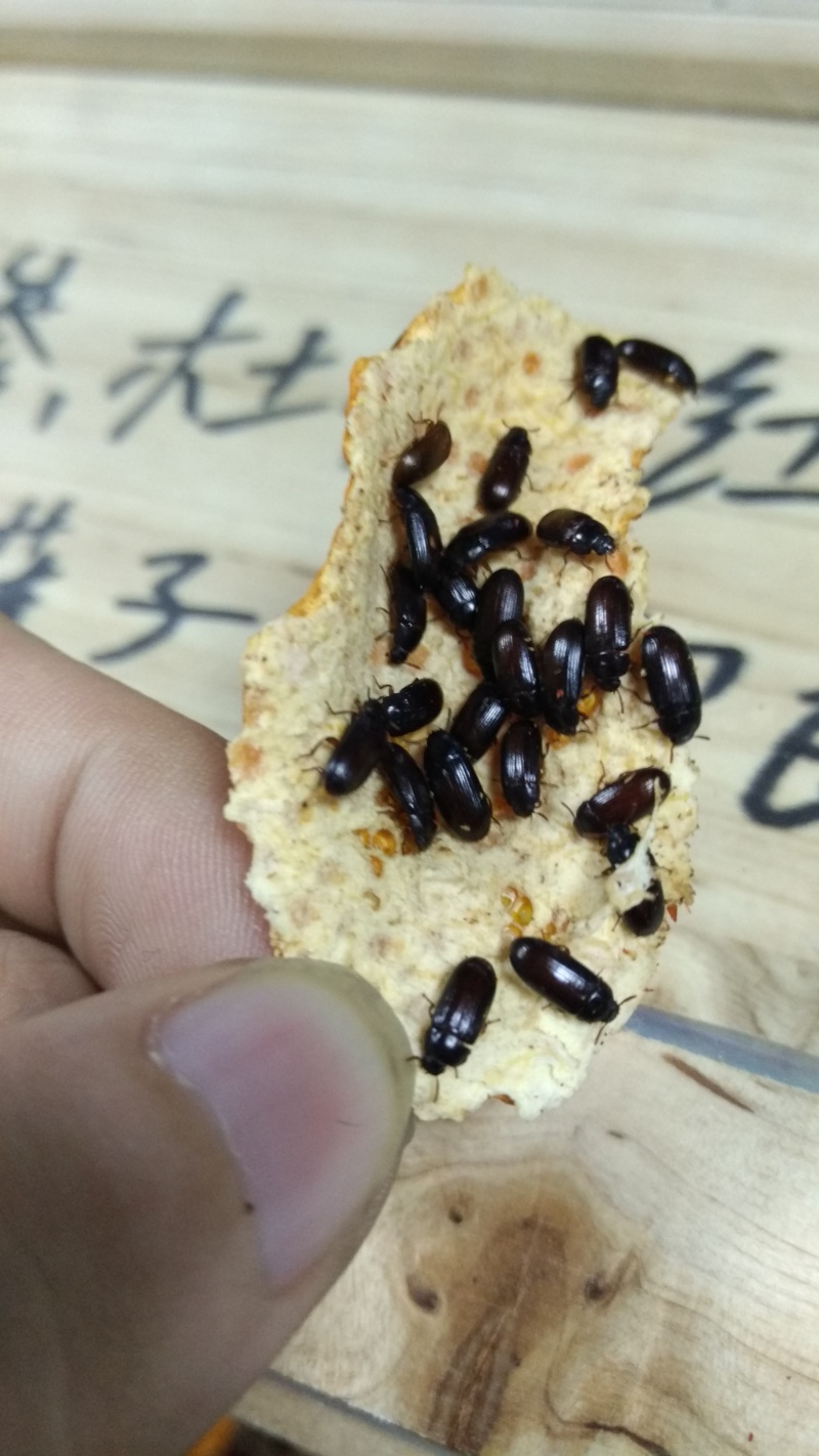 九龙虫(洋虫)