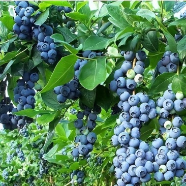 昆明云南通海澄江蓝莓