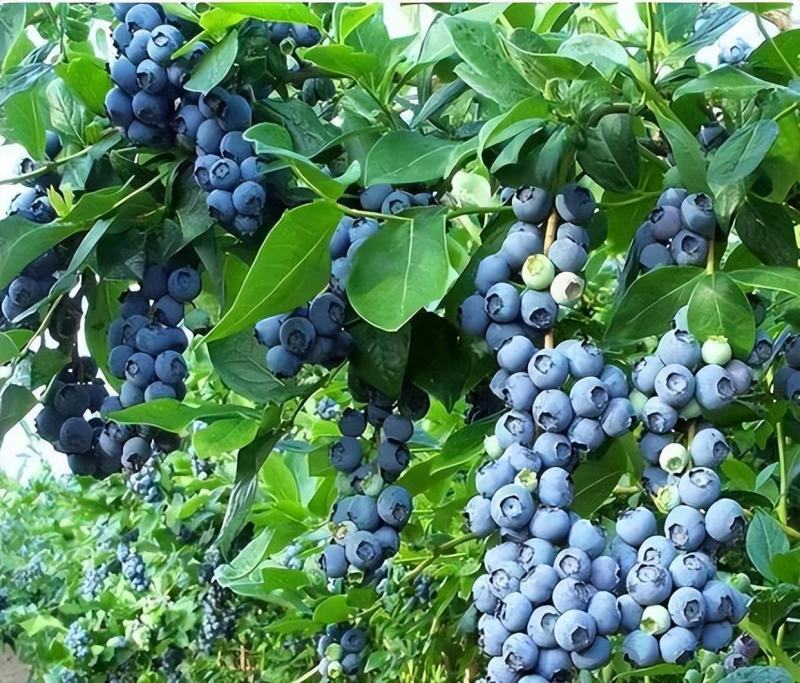 昆明云南通海澄江蓝莓