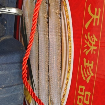刀鱼