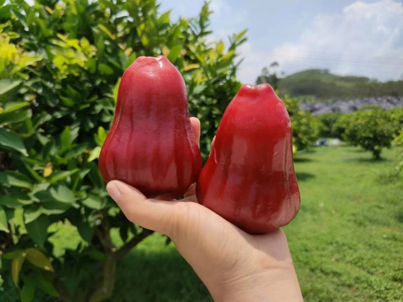 800颗莲雾包园直采，基地对接团购，市场，量大从优