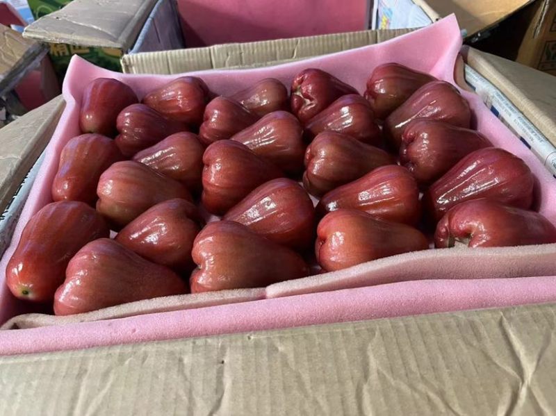 三亚百亩莲雾黑金刚基地直采，对接市场，团购，量大从优