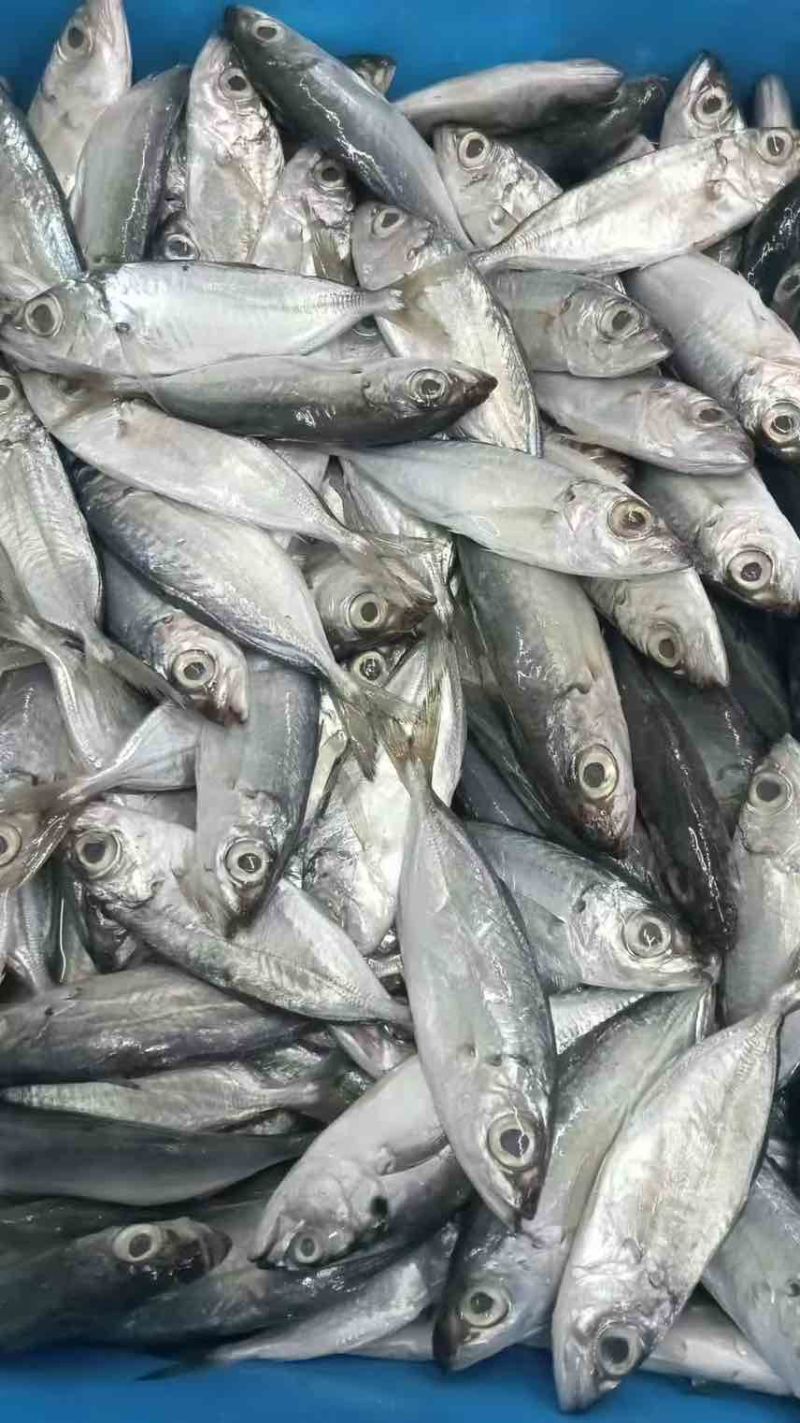 灯光围网冻巴浪鱼（大眼巴浪）
