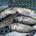 灯光围网冻巴浪鱼（大眼巴浪）