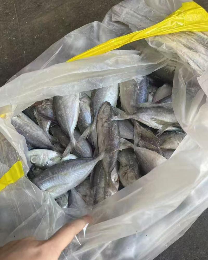 灯光围网冻巴浪鱼（大眼巴浪）