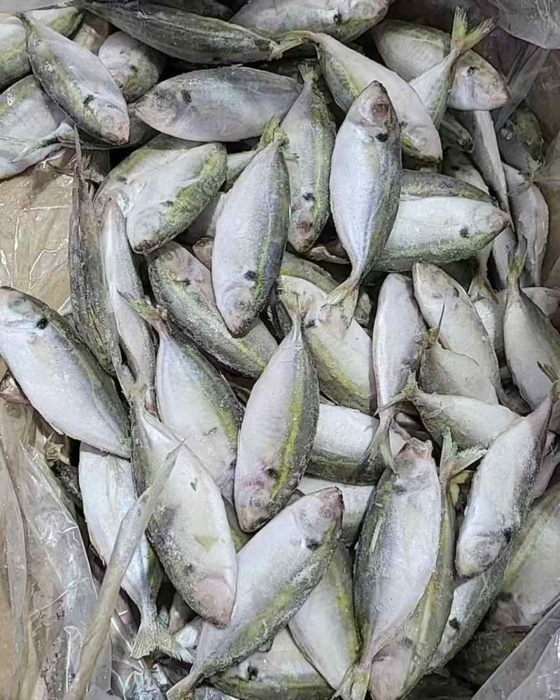 灯光围网巴浪鱼（黄尾鱼），可进加工厂，电商可用