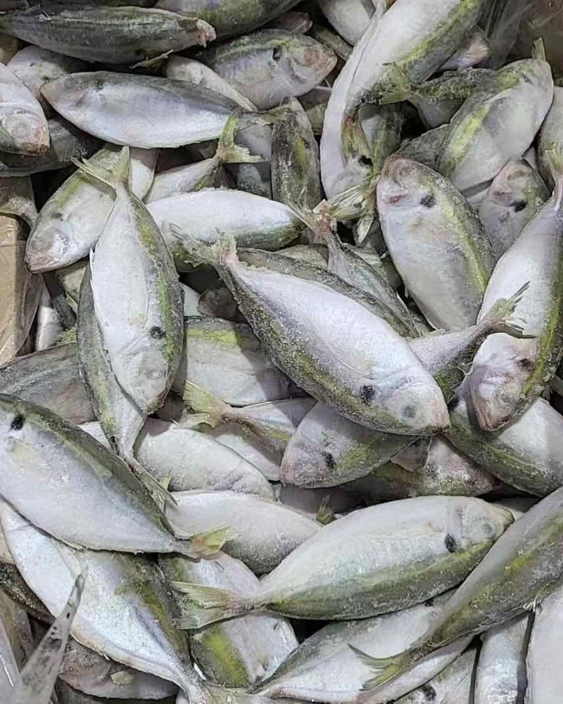灯光围网巴浪鱼（黄尾鱼），可进加工厂，电商可用