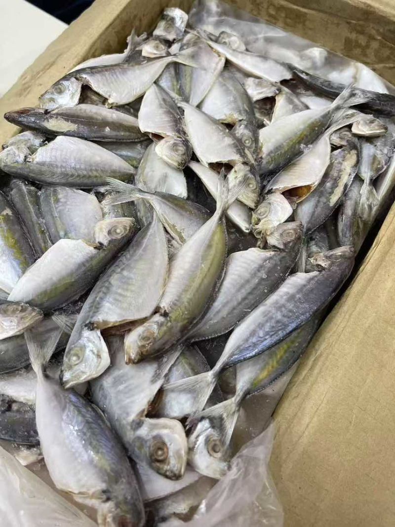 灯光围网巴浪鱼（黄尾鱼），可进加工厂，电商可用