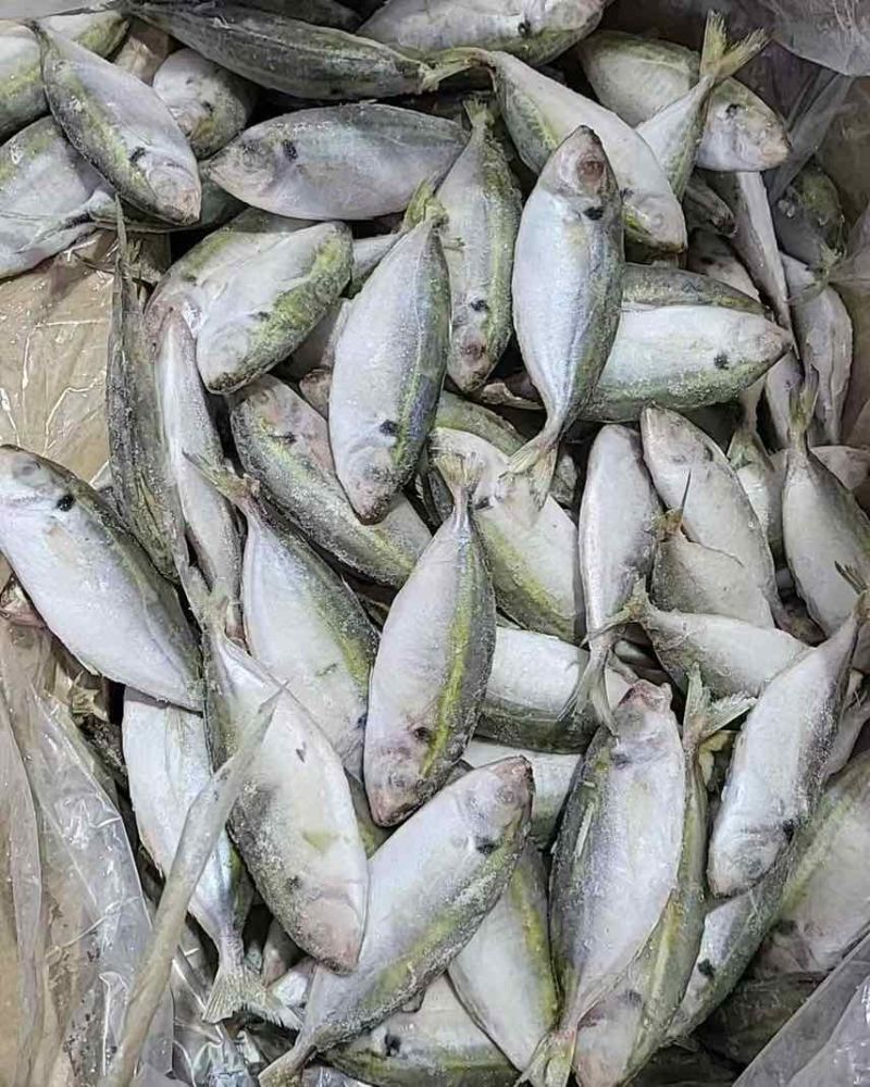 灯光围网巴浪鱼（黄尾鱼），可进加工厂，电商可用