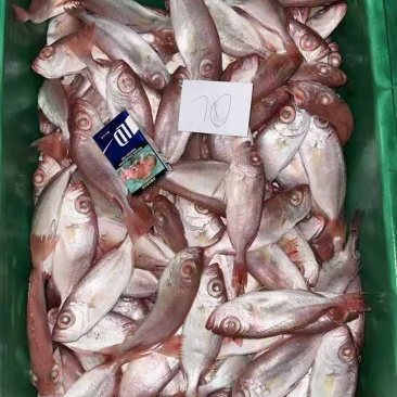 灯光围网红目鰱（大眼鸡），单只60-100G