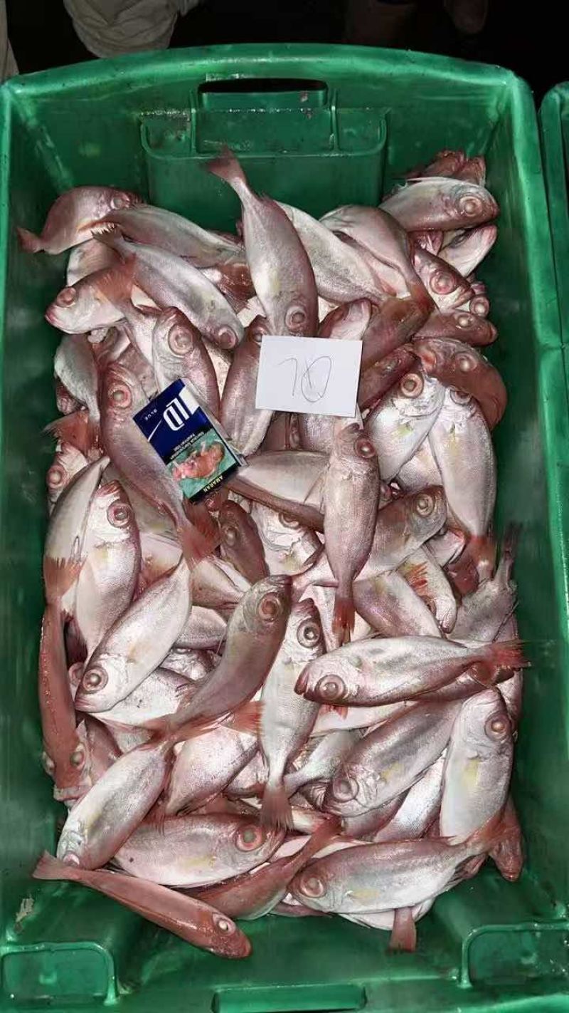 灯光围网红目鰱（大眼鸡），单只60-100G
