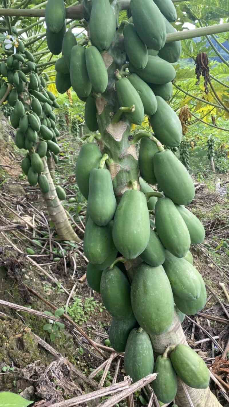 云南河口8成熟新鲜采摘大青红心木瓜热带水果批发