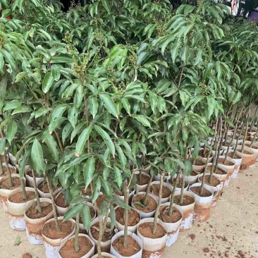 白糖罂杯苗1-1.5公分粗高90-100左右