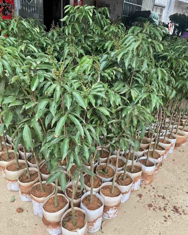 白糖罂杯苗1-1.5公分粗高90-100左右