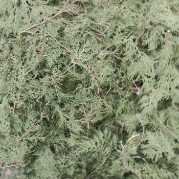 柏树叶，可以制香，也可以提炼成洗护用品
