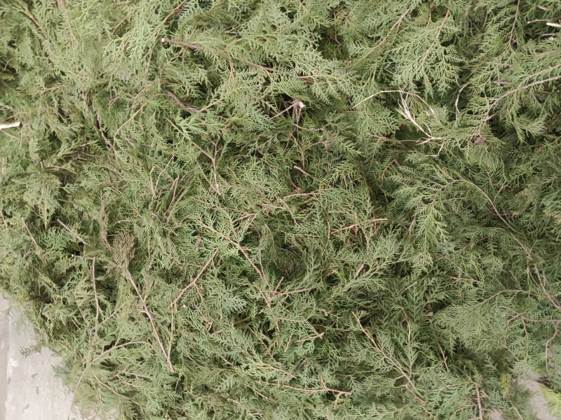 柏树叶，可以制香，也可以提炼成洗护用品