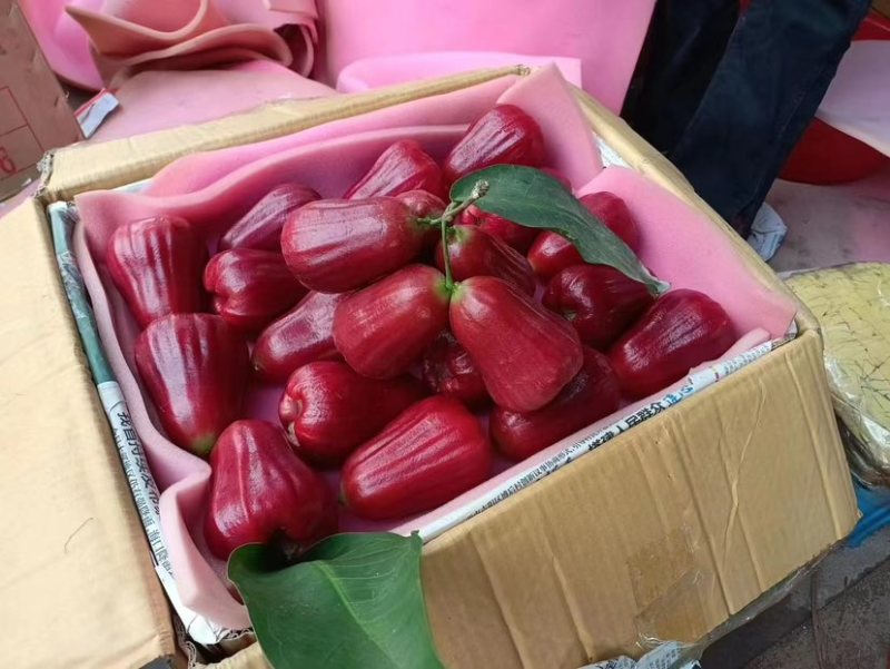 黑金刚莲雾基地直供，量大从优，对接市场，社区团购