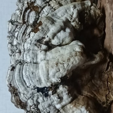 平盖灵芝，树舌，。