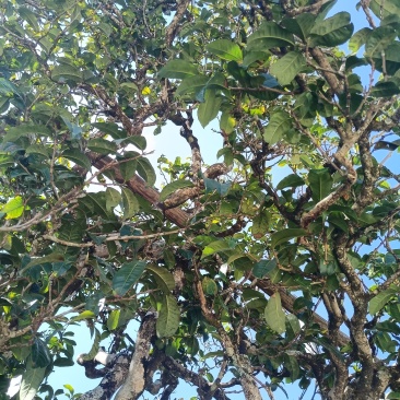 自家老树普洱茶