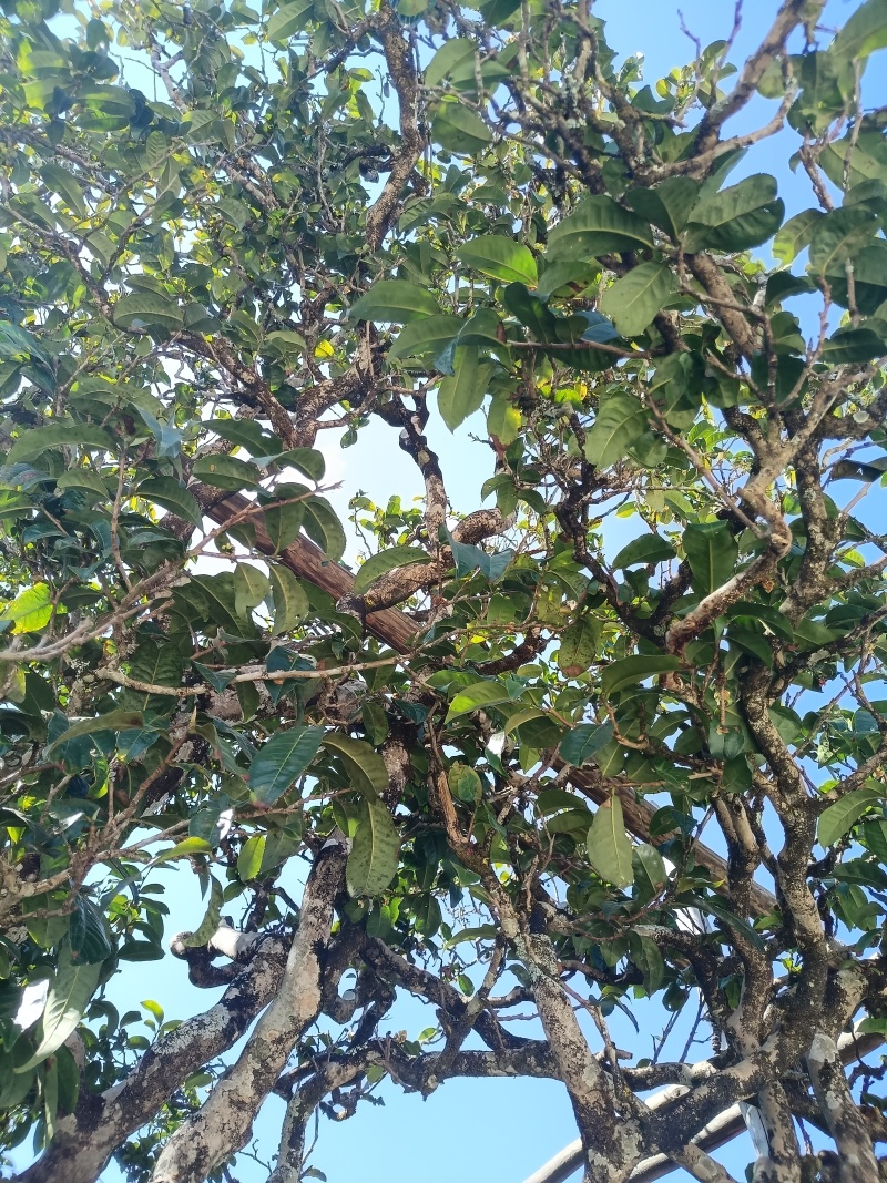 自家老树普洱茶