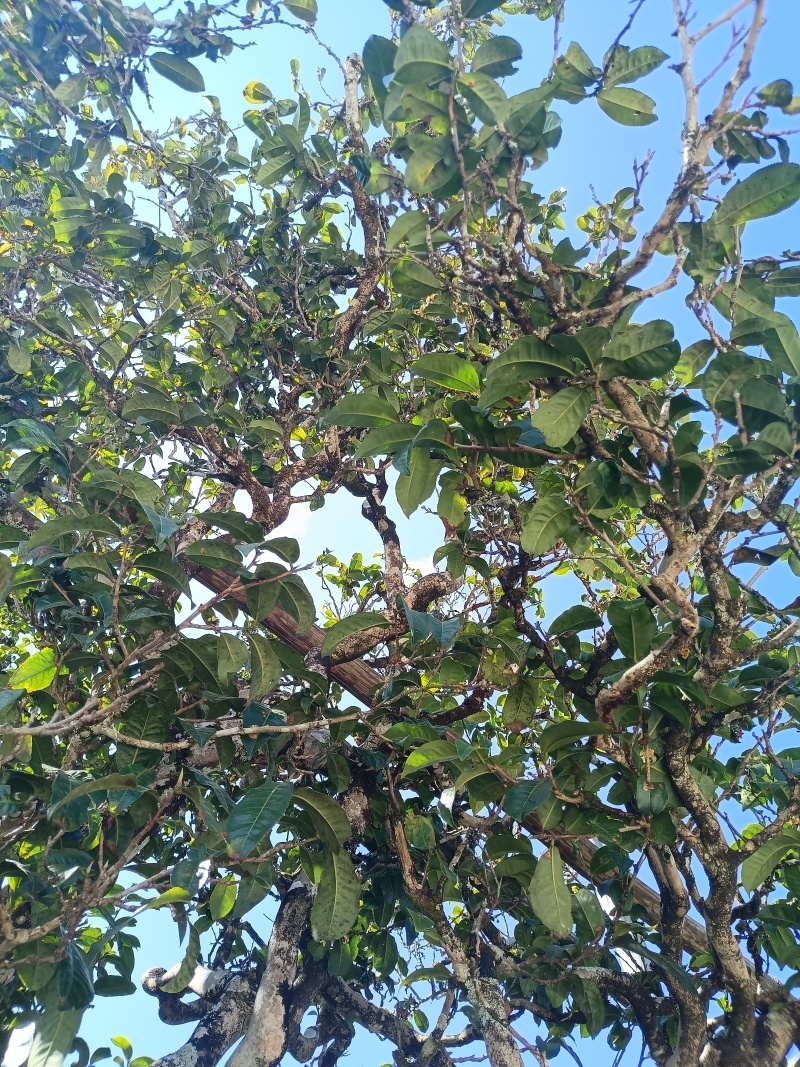 自家老树普洱茶