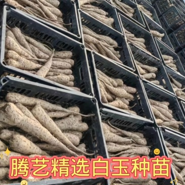 白玉山药苗