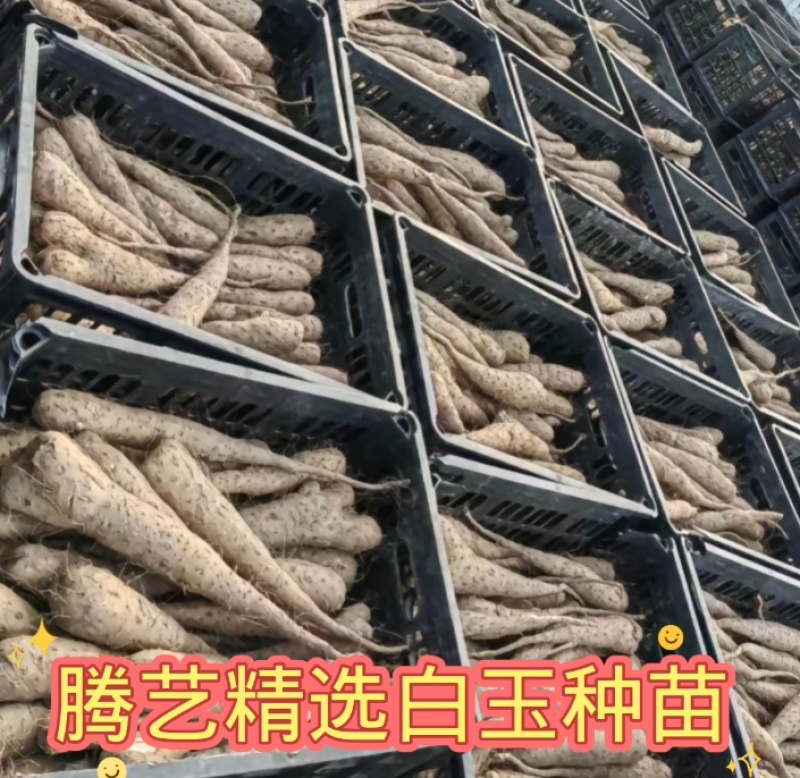 白玉山药苗
