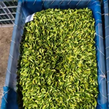 云南金雀花