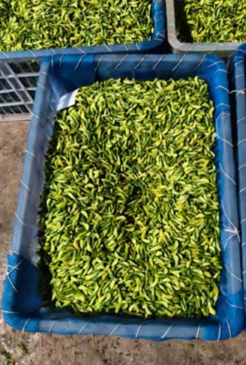 云南金雀花