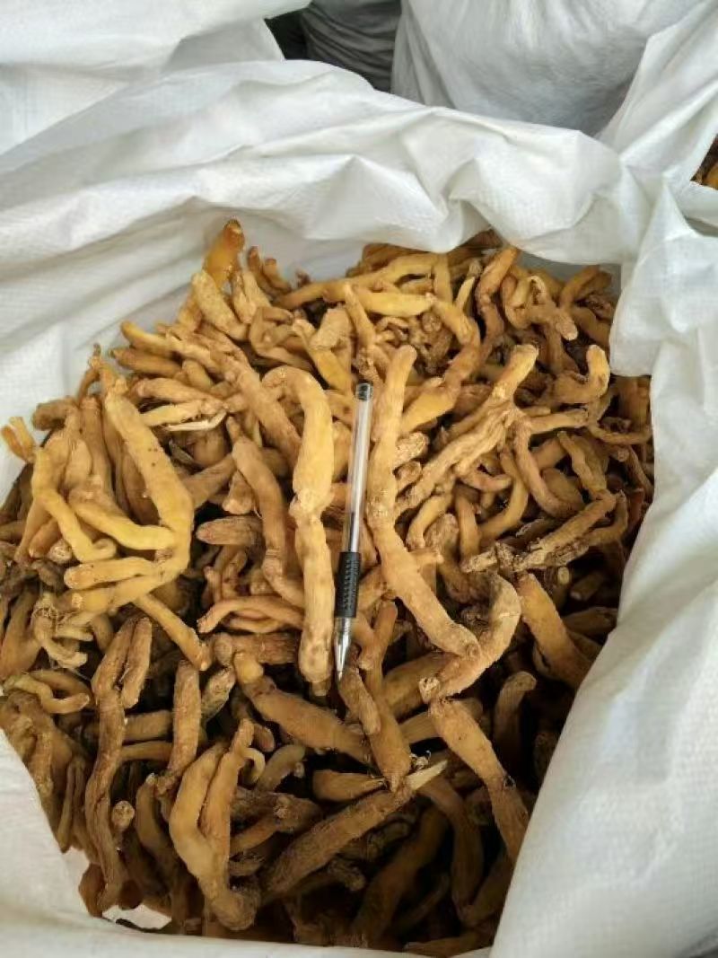 王竹