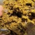 棉籽饼，含有高脂肪，高蛋白，育肥牛后期使用