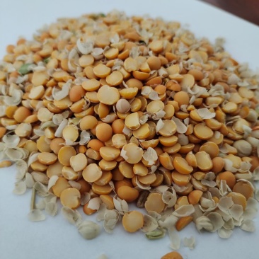 碎黄豆，养殖户都在用