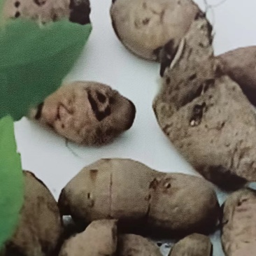 金果榄