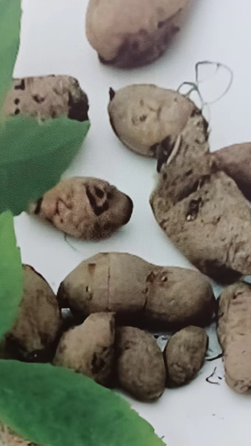 金果榄