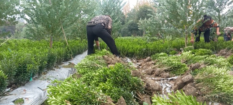 专业种植，自产自销，高30冠20，25高15冠起货