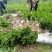专业种植，自产自销，高30冠20，25高15冠起货
