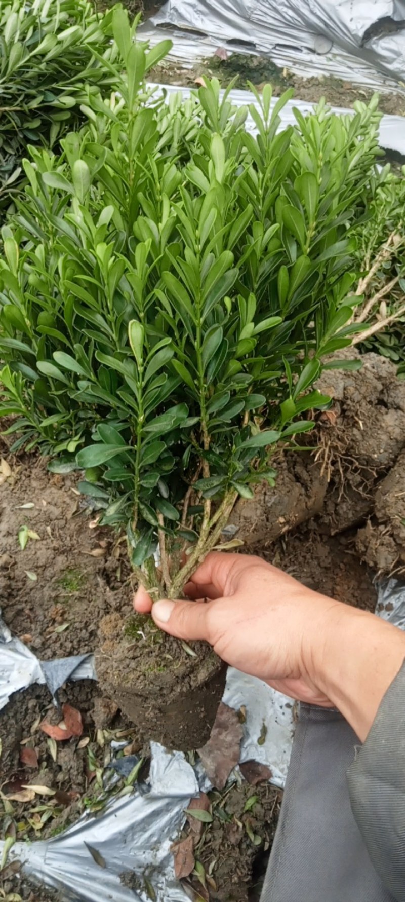 专业种植，自产自销，高30冠20，25高15冠起货