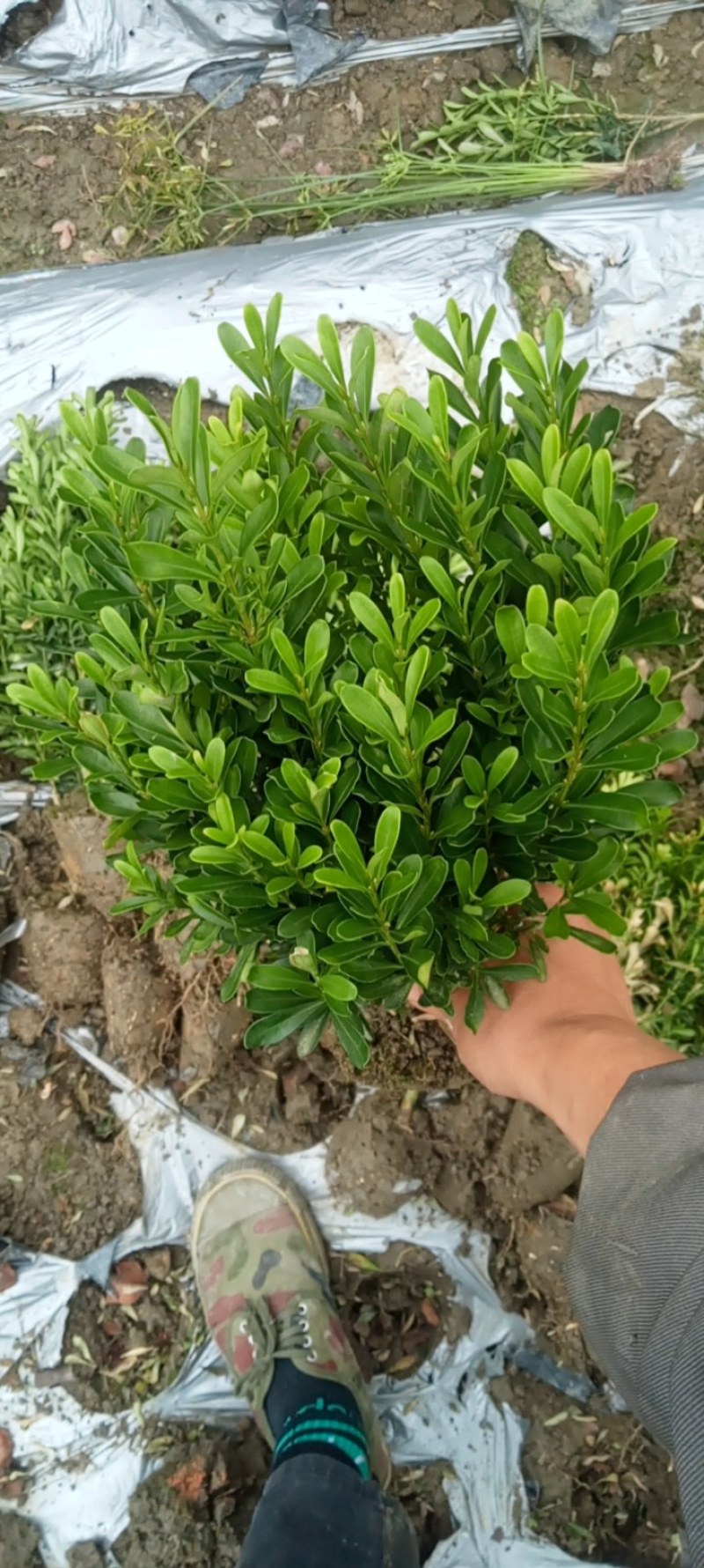 专业种植，自产自销，高30冠20，25高15冠起货
