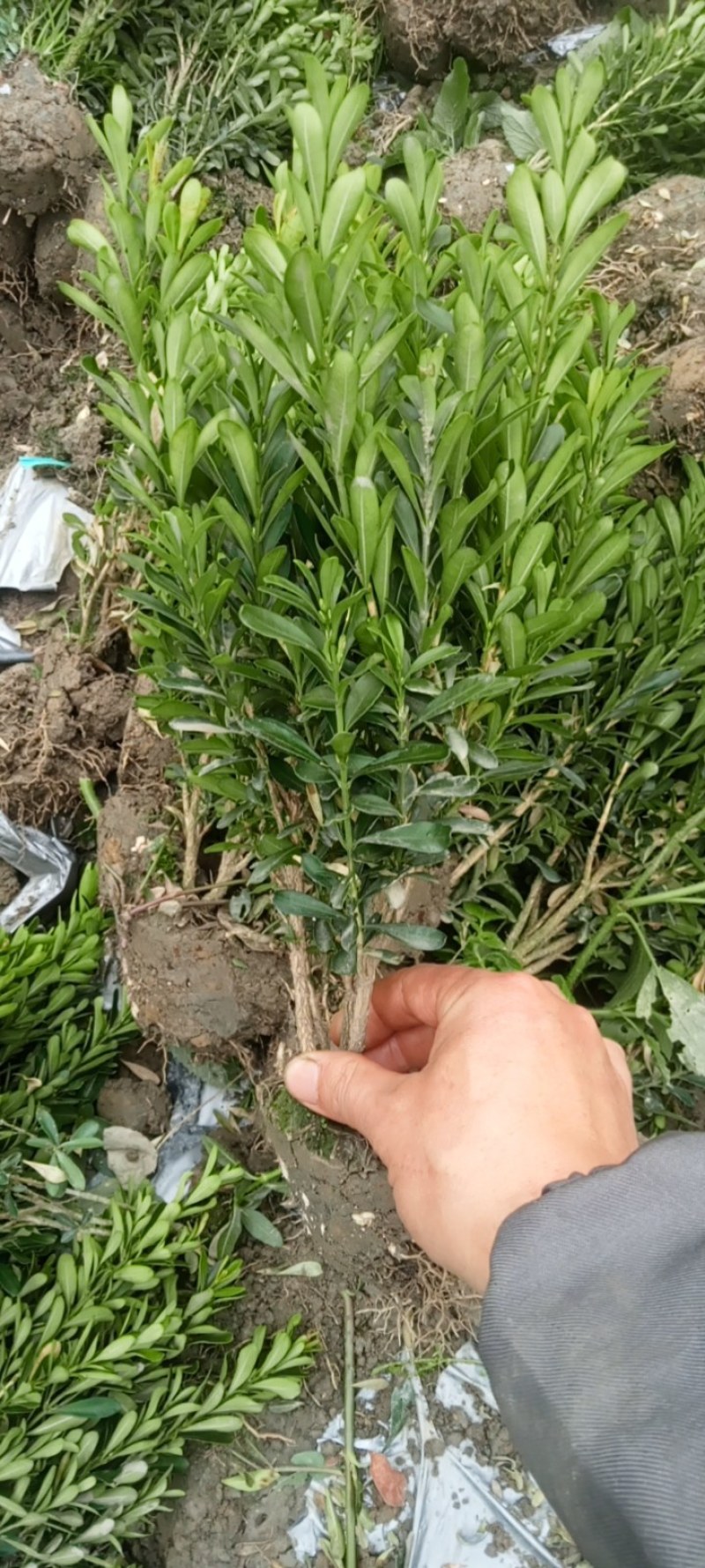 专业种植，自产自销，高30冠20，25高15冠起货