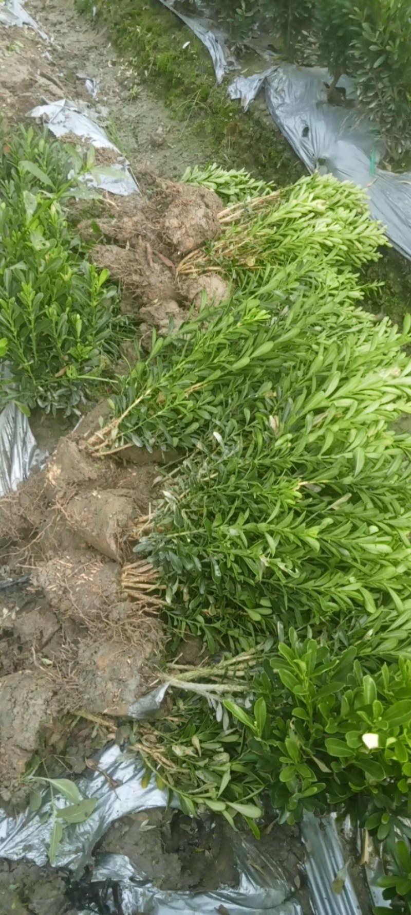 专业种植，自产自销，高30冠20，25高15冠起货