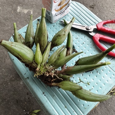 石仙桃