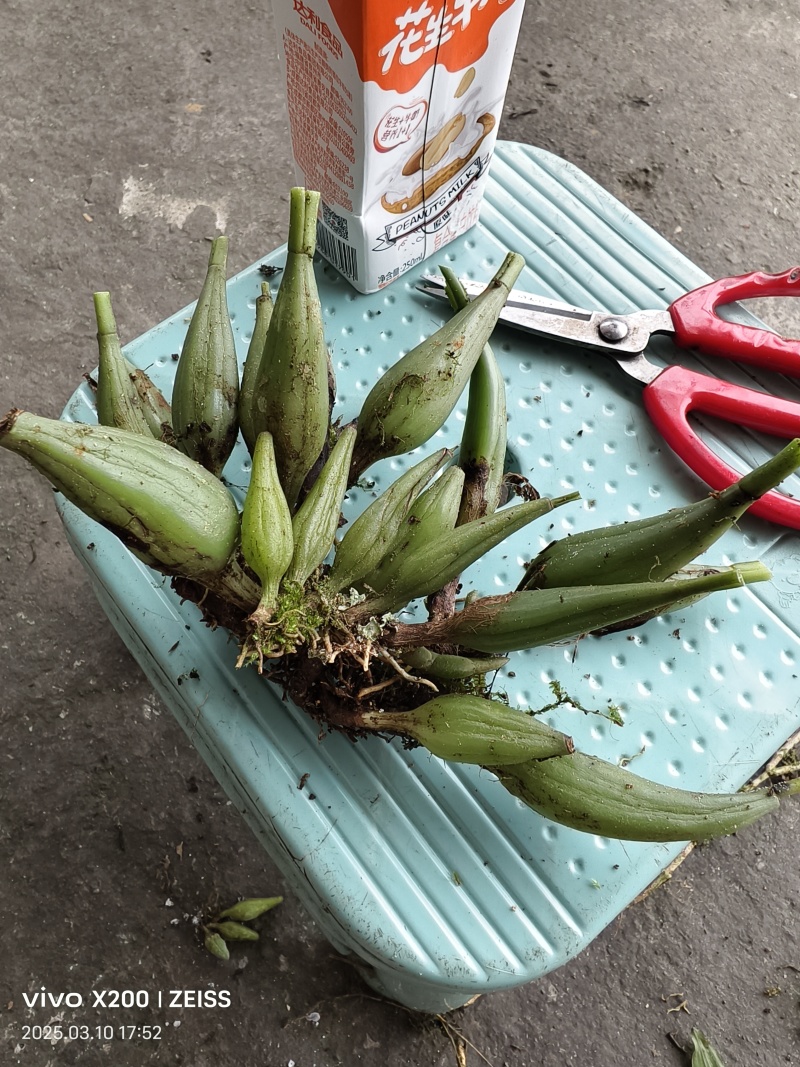 石仙桃