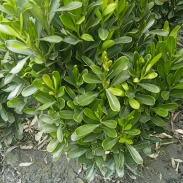 雀舌黄杨专业种植自产自销量优从高40冠25，35高20冠起货