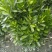 雀舌黄杨专业种植自产自销量优从高40冠25，35高20冠起货