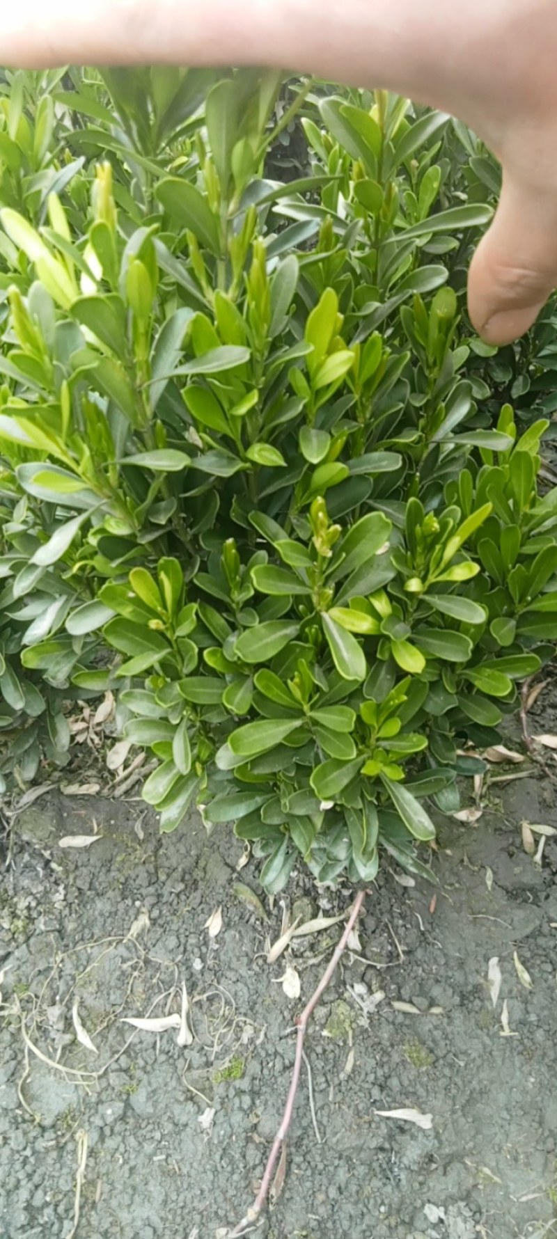 雀舌黄杨专业种植自产自销量优从高40冠25，35高20冠起货