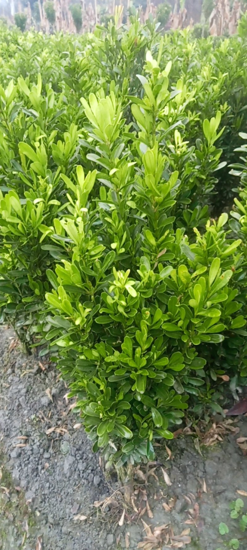 雀舌黄杨专业种植自产自销量优从高40冠25，35高20冠起货