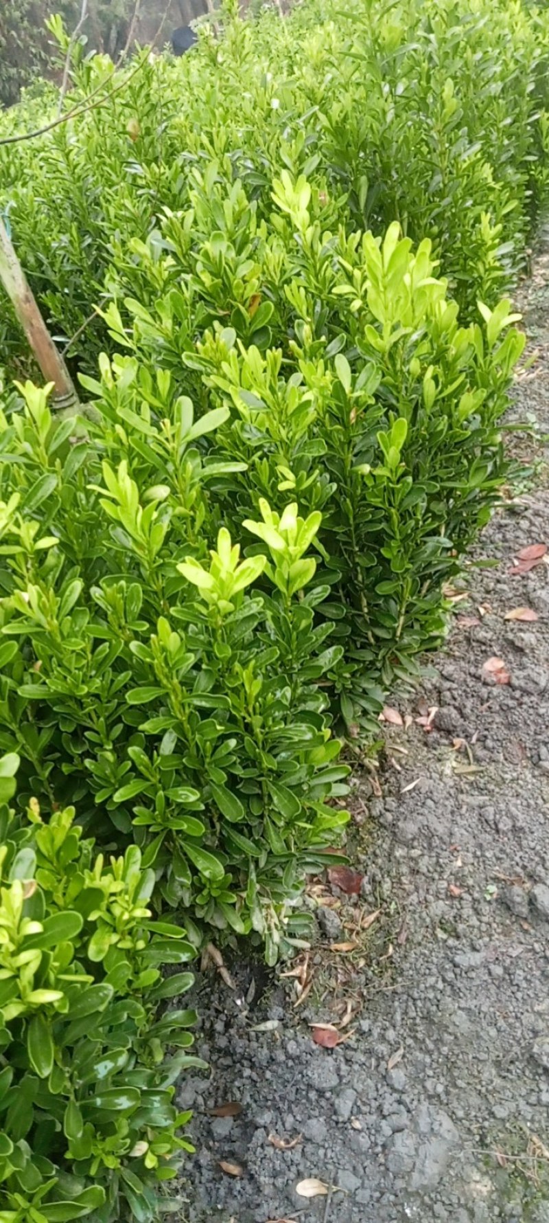 雀舌黄杨专业种植自产自销量优从高40冠25，35高20冠起货