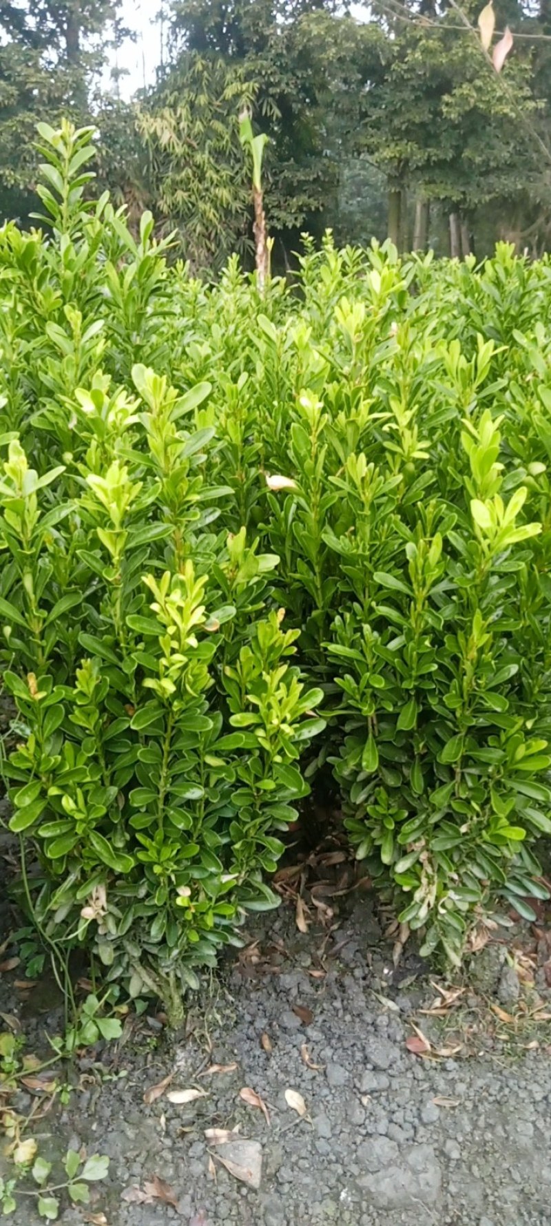雀舌黄杨专业种植自产自销量优从高40冠25，35高20冠起货