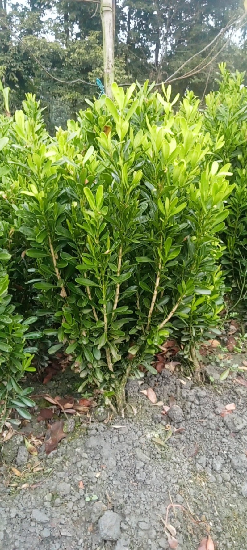 雀舌黄杨专业种植自产自销量优从高40冠25，35高20冠起货